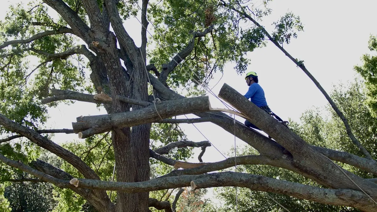 Professional Crown Thinning performed by certified arborists in Billings