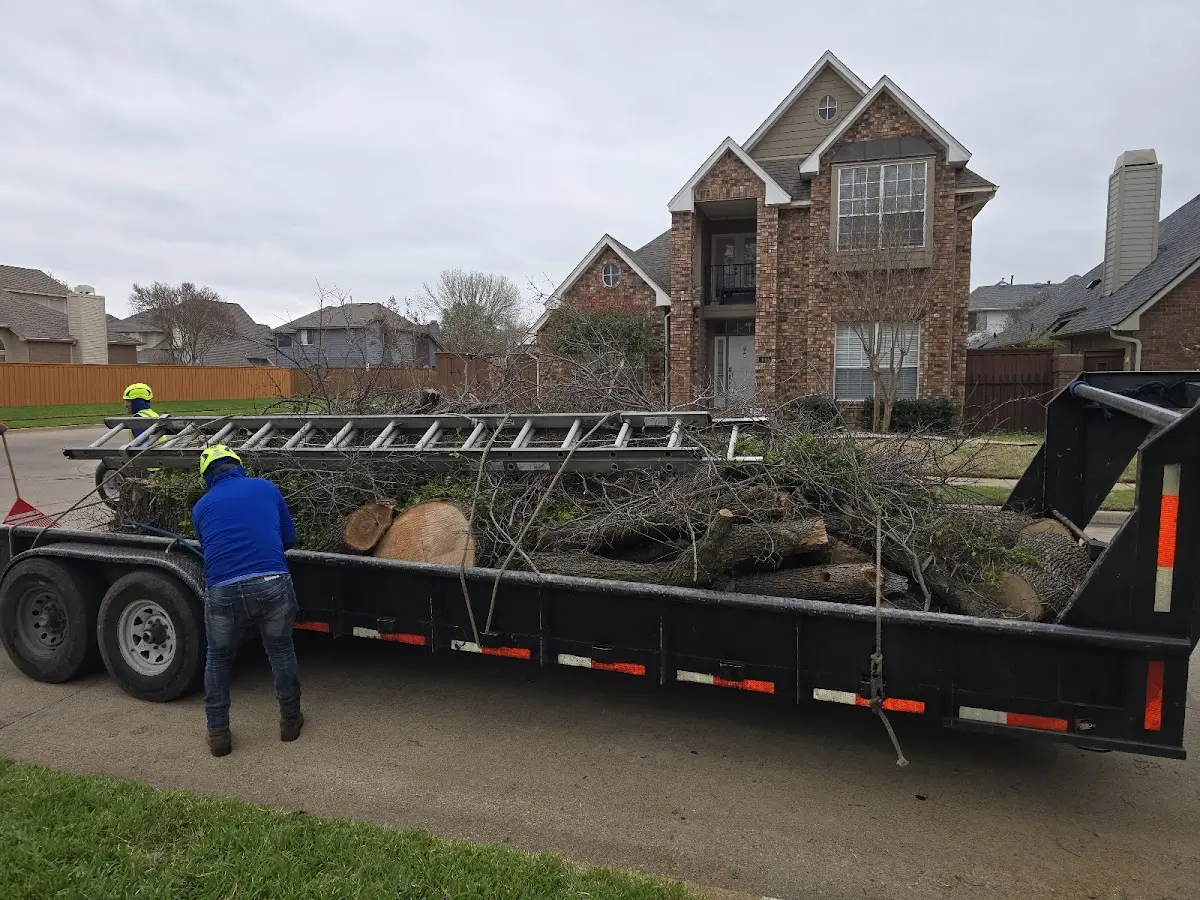 Expert Tree Removal with proper safety equipment in Billings